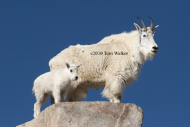 Welcome to Tom Walker Photography: Alaska Wildlife